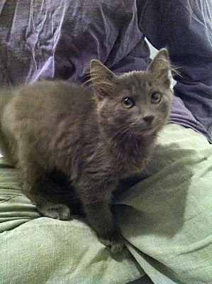 Green Cove Springs Fl Maine Coon Meet Lavender A Pet For Adoption