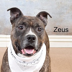 Photo of Zeus