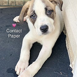Photo of Contact Paper