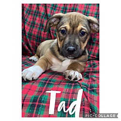 Photo of Tad