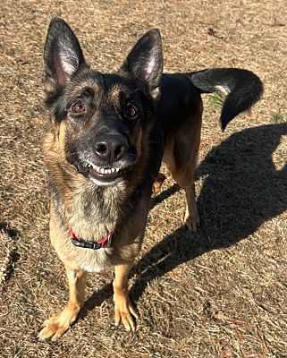 Port Jervis, NY - German Shepherd Dog. Meet Quinn a Pet for Adoption ...