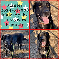Photo of 2024-02-008 *Stanley*