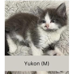 Photo of Yukon