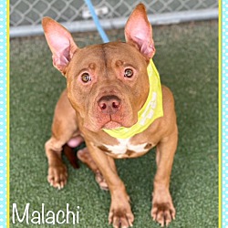 Thumbnail photo of MALACHI #1