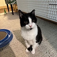 adopt a pet