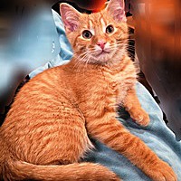 adopt a pet