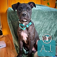 adopt a pet