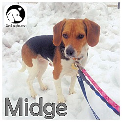Thumbnail photo of Midge #1
