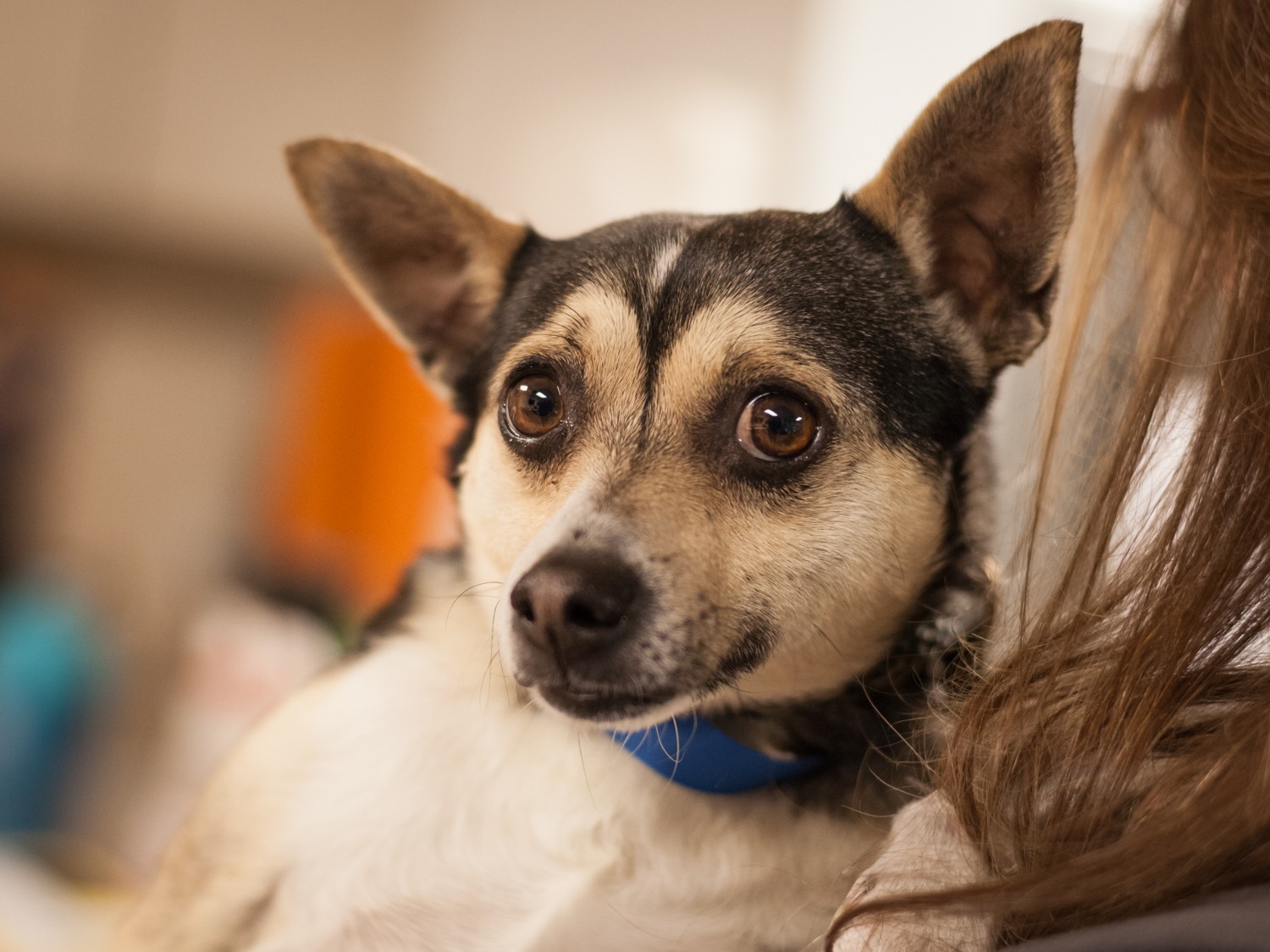 Dallas Tx Shiba Inu Meet George A Pet For Adoption