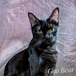 Photo of Goo-bear 4590