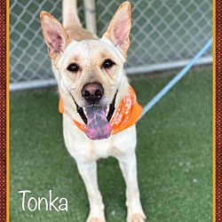 Thumbnail photo of TONKA #1