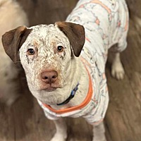 adopt a pet