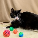 Adopt A Pet :: Blossom - Versailles, KY