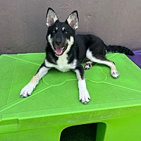 adopt a pet