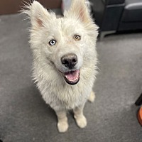 adopt a pet