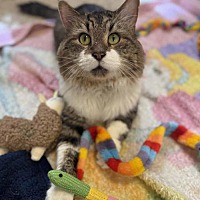 adopt a pet