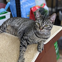 Photo of Cheyenne