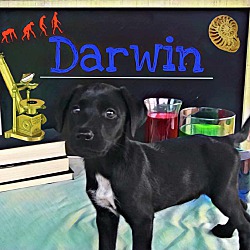 Photo of Darwin
