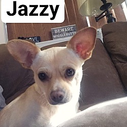 Thumbnail photo of Jazzy #2
