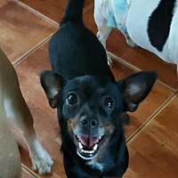 adopt a pet