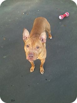 pharaoh hound pitbull mix
