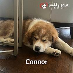 Thumbnail photo of Swift Boys Litter: Connor - No Longer Accepting Applications #3