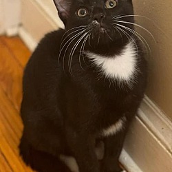 Thumbnail photo of Tux #3