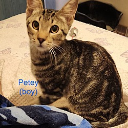 Thumbnail photo of Petey #4