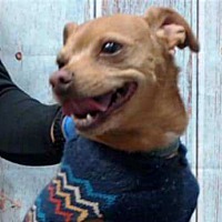 adopt a pet