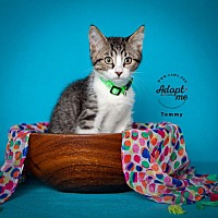 adopt a pet