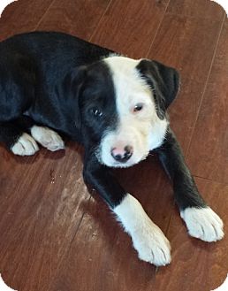 Woodland Ca Pit Bull Terrier Meet Niabella A Pet For Adoption