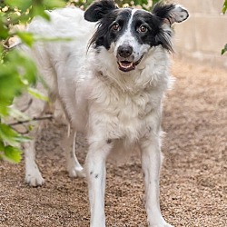 Scottsdale, AZ - Border Collie. Meet ROSE a Pet for Adoption ...