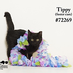 Thumbnail photo of Tippy (Foster Care) #2
