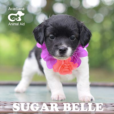 Denver Co Shih Tzu Meet Sugar Belle A Pet For Adoption