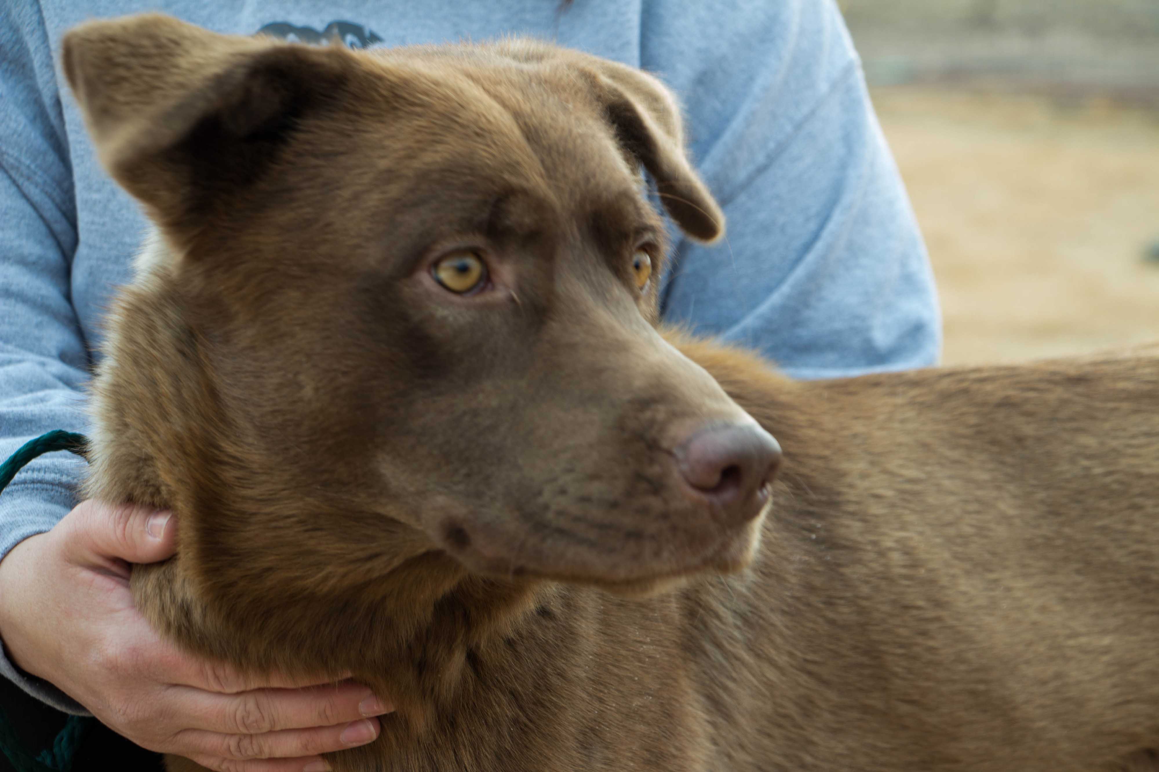 Lubbock Tx Labrador Retriever Meet Paddington A Pet For Adoption