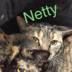 Photo of Netty