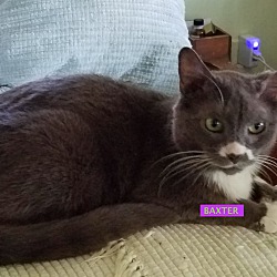 Photo of Baxter-adopted 9-25-19