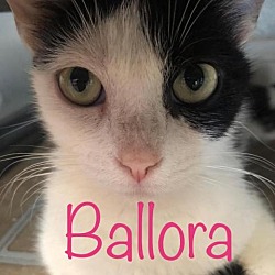 Thumbnail photo of Mama Ballora #3