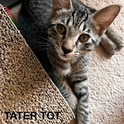 Thumbnail photo of Tater Tot #2
