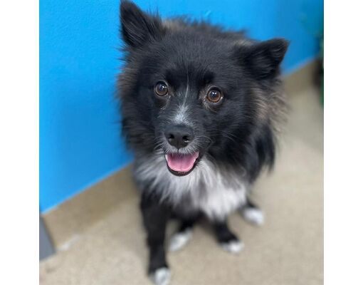 Aurora, CO - Pomeranian/Kai Dog. Meet KEKE a Pet for Adoption ...