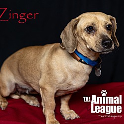 Thumbnail photo of Zinger #2