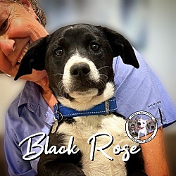 Thumbnail photo of Black Rose Anderson #1