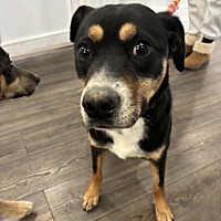 adopt a pet