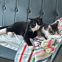 adopt a pet