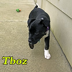 Thumbnail photo of T-Boz #2