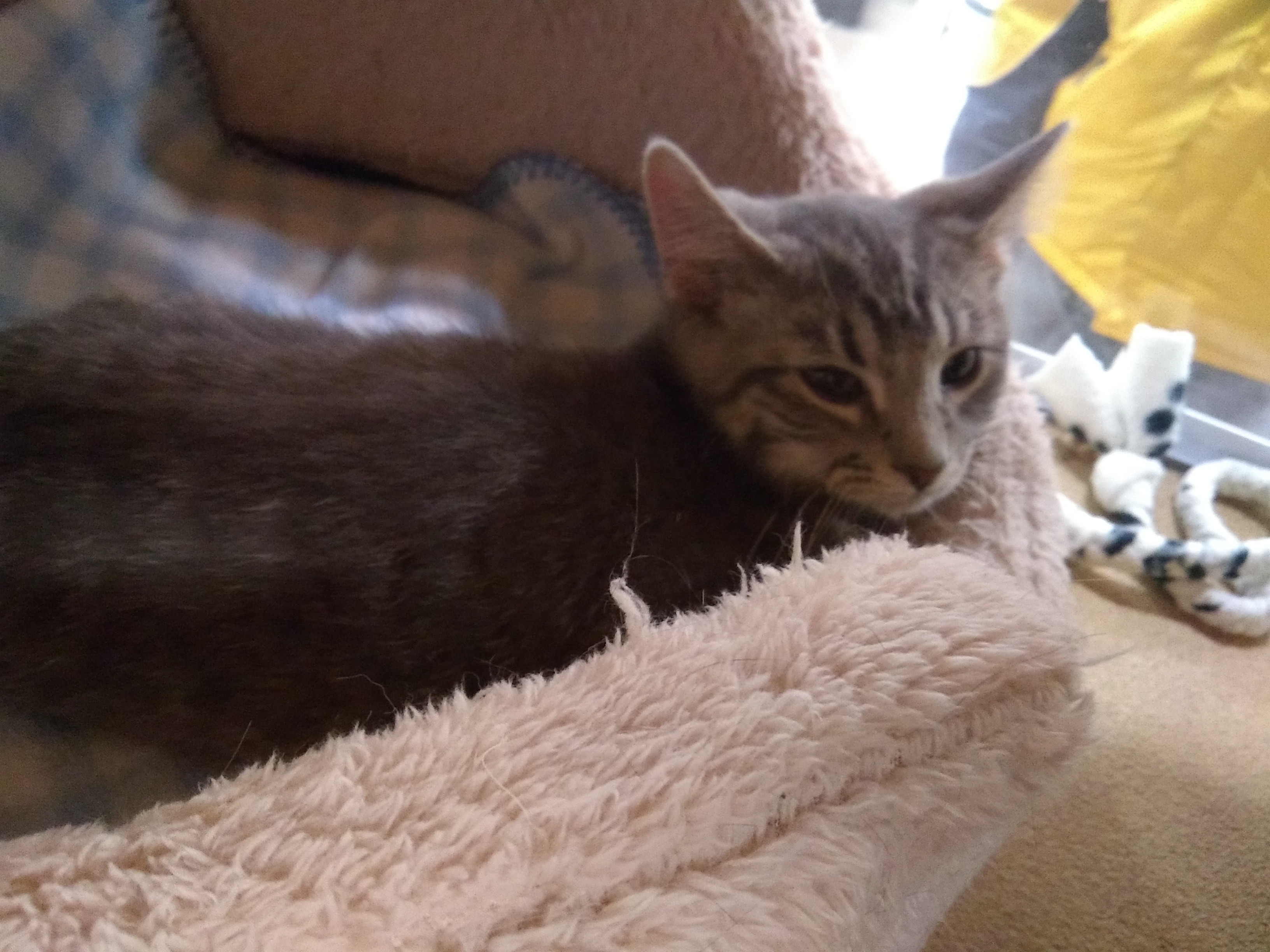 Kalamazoo Mi Domestic Shorthair Meet Jarvis Petsmart A Pet