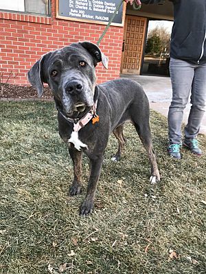 Colorado Springs Co Cane Corso Meet Chrome A Pet For Adoption