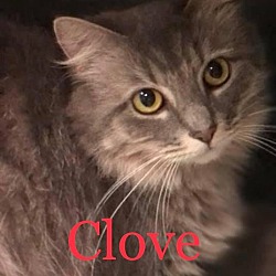 Photo of CLOVE Cat