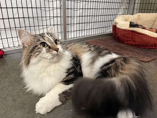 Raleigh, NC - Domestic Longhair. Meet Marlee a Pet for Adoption ...