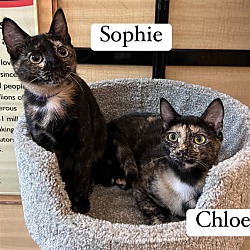 Photo of Sophie and Chloe
